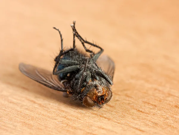 Mosca muerta — Foto de Stock