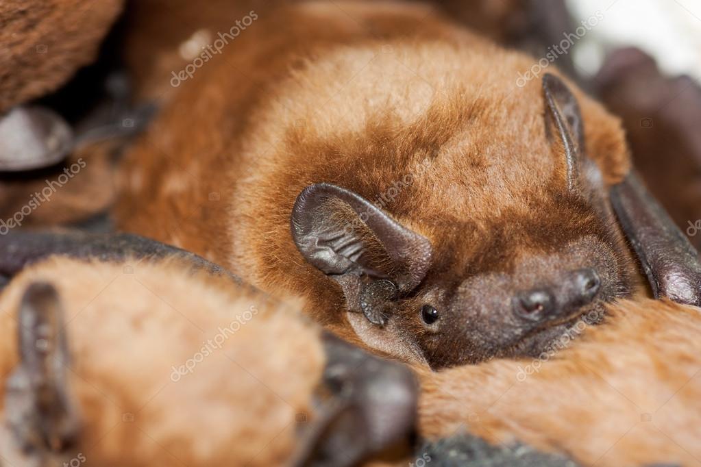 Bats Stock Photo by ©borojoint 37272669
