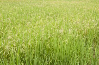 Yeşil pirinç tarlası