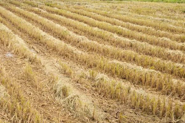 Golden rice field — Stock Photo, Image