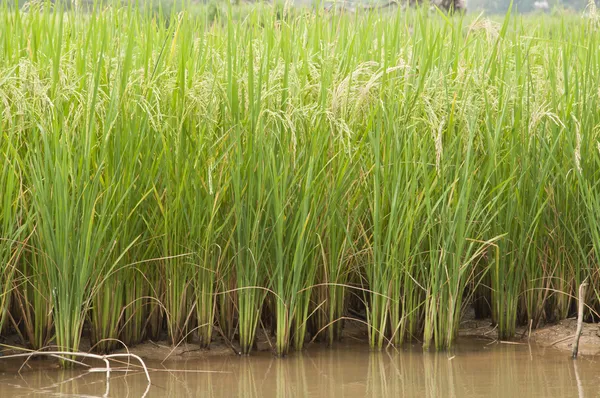 Groene rijst — Stockfoto