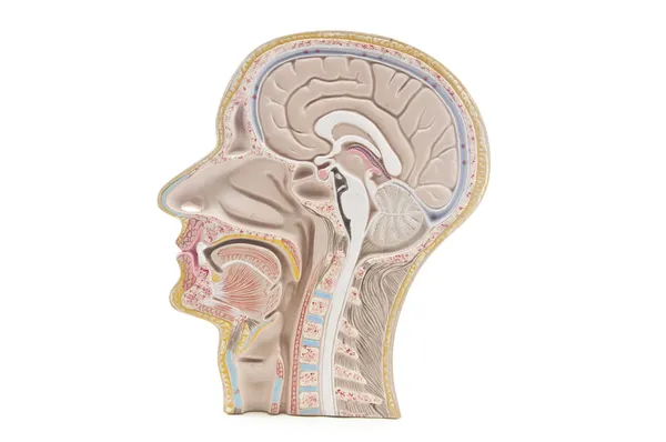 La cabeza humana el cuello — Foto de Stock