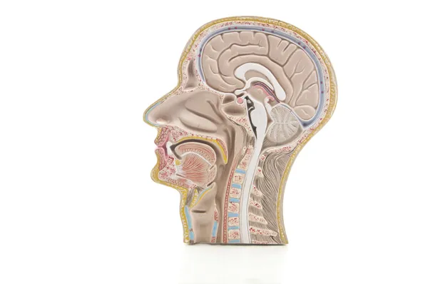 Anatomía de la cabeza y el cuello humanos como espejo reflejan — Foto de Stock