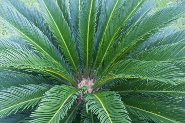 Eğreltiotu Yaprağı