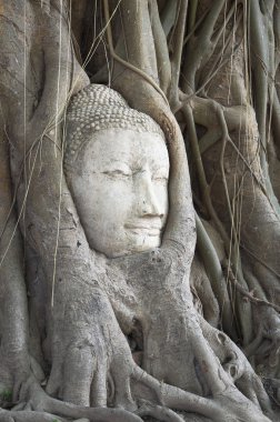 Buda kafa ayutthaya h büyümüş bir incir ağacının kökleri