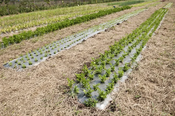 有機野菜の農場 — ストック写真