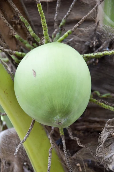 Green coconut — Stock Photo, Image