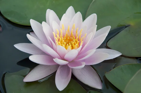 Pink color lotus flower — Stock Photo, Image