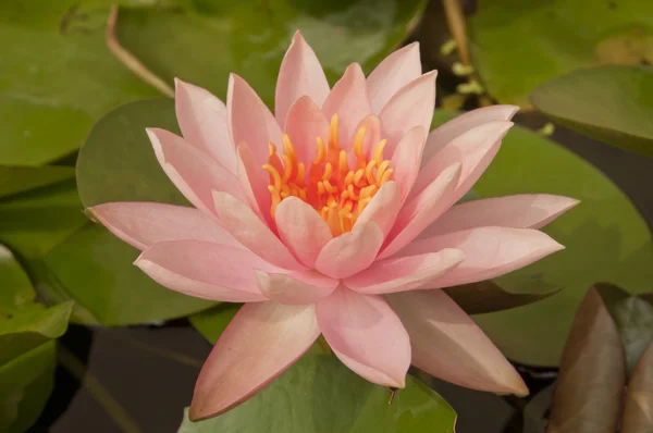 Pink lotus flower — Stock Photo, Image