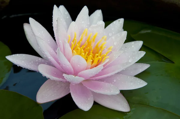 Różowy kolor wody lilly — Zdjęcie stockowe