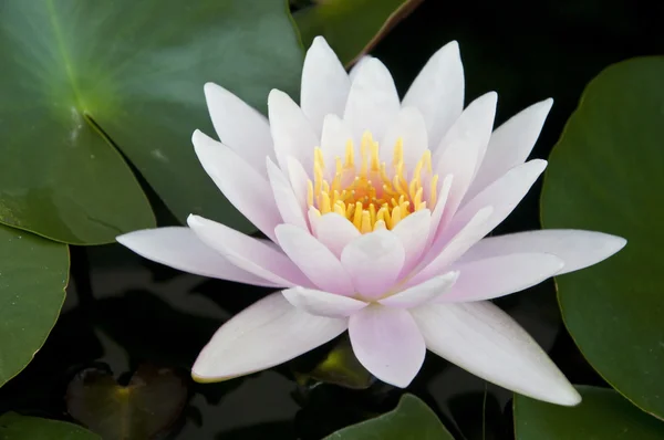 Water lilly bloom — Stock Photo, Image
