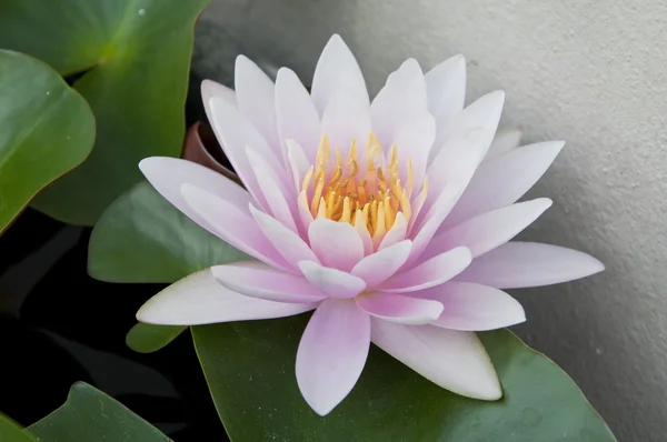 Water lilly bloom — Stock Photo, Image