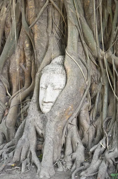 Buddha head in the roots of an overgrown fig tree in ayutthaya h — Stock Photo, Image