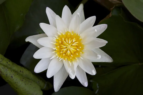 Wody biały lilly kwitną — Zdjęcie stockowe