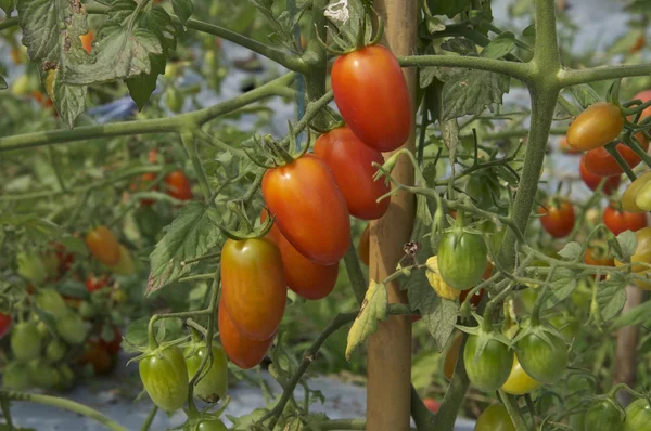 Colourful tomato farm — Stock Photo, Image