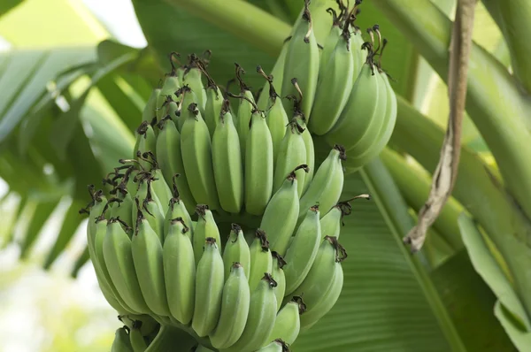 Banana tree — Stock Photo, Image