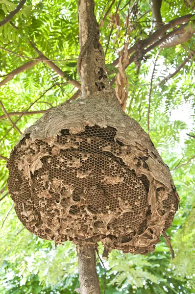 Wasp nest — Stock Photo, Image