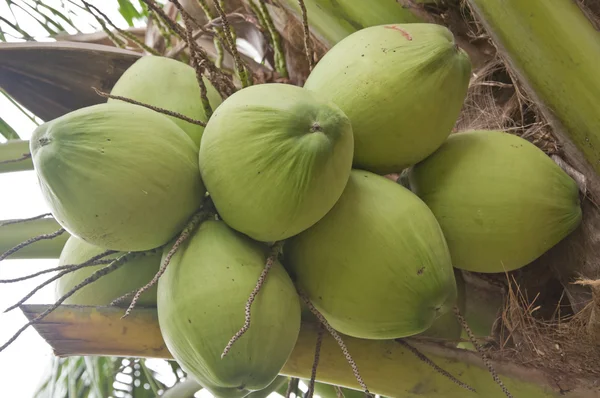 Coco verde — Fotografia de Stock