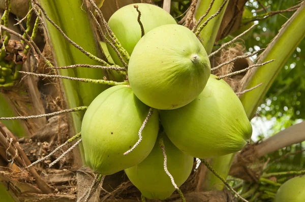 Coconut fruit — Stock Photo, Image