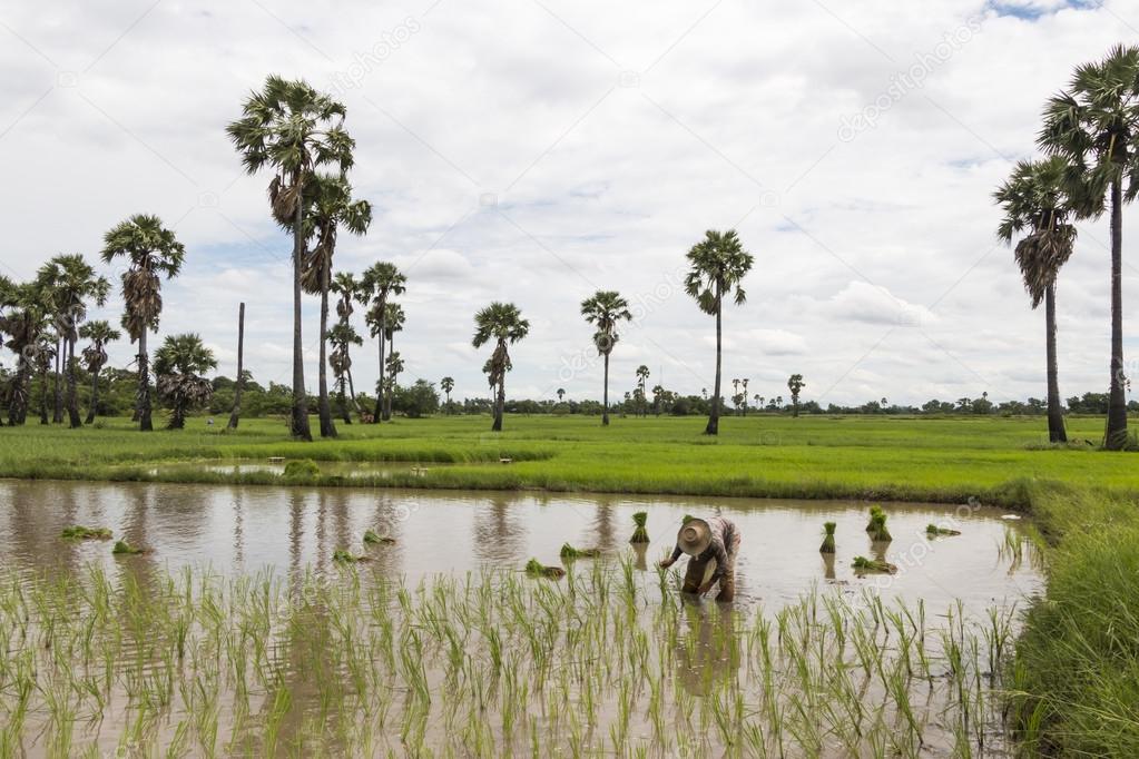 Stand alone asian farmer standing plant rice in the field