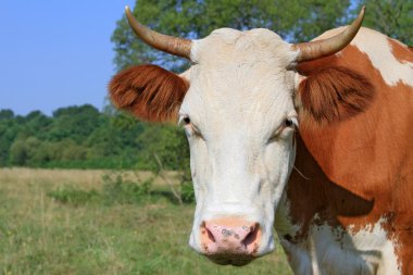 bir inek bir mera karşı başkanı