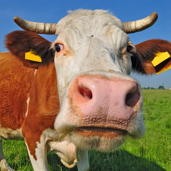 Head of a cow against a pasture — Stock Photo, Image