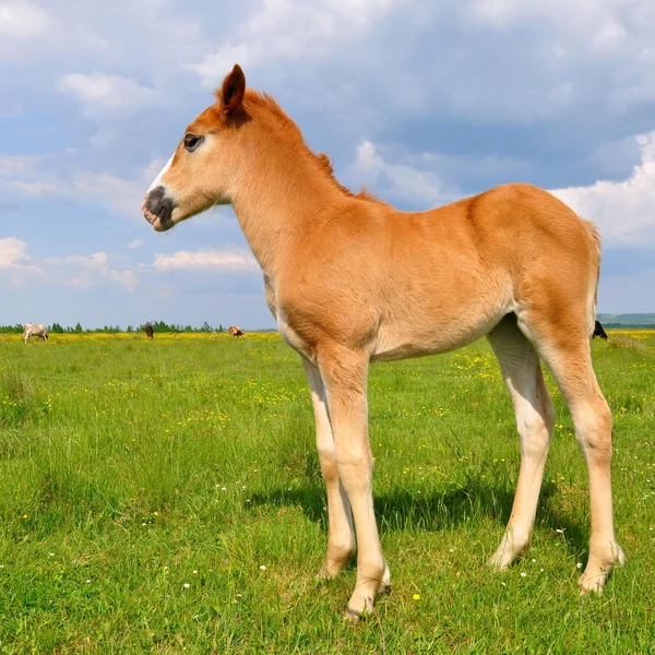 Fohlen auf der Sommerweide. — Stockfoto