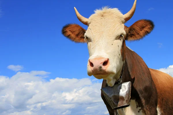 对天空的一头母牛的头 — 图库照片
