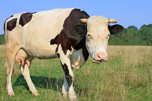 Vaca em um pasto de verão — Fotografia de Stock