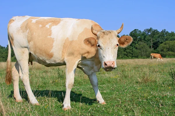 Lehmä kesälaitumella — kuvapankkivalokuva