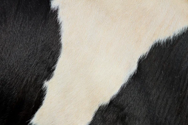 Fragment of a skin of a cow — Stock Photo, Image