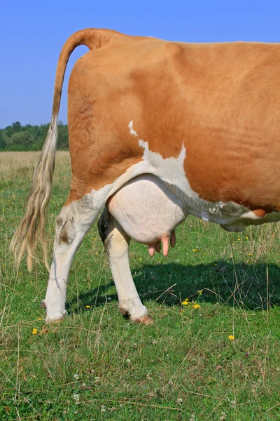 一头小牛的粪便 — 图库照片