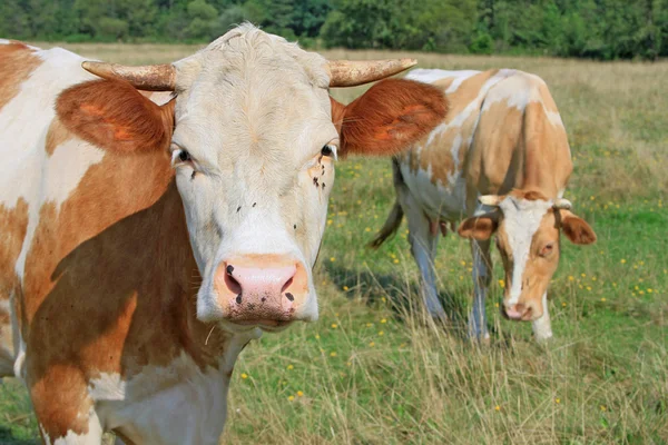 Head of a cow against a pasture Royalty Free Stock Photos