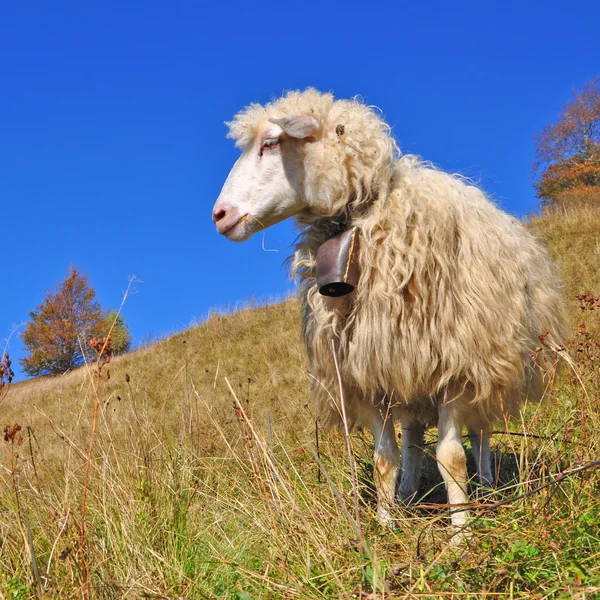 Schapen in een zomer-landschap — Stockfoto