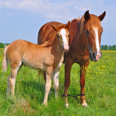 Yaz otlağında bir kısrakla tay