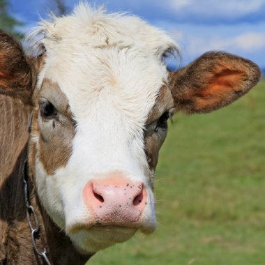 baş buzağı bir mera karşı