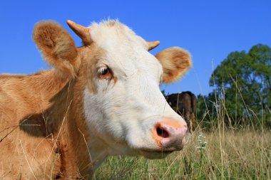 baş buzağı bir mera karşı