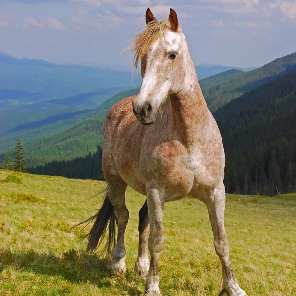 Koně na letní horské pastviny — Stock fotografie