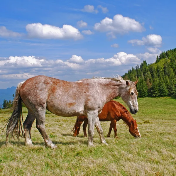 Cavalos em um pasto de montanha de verão — Fotografia de Stock