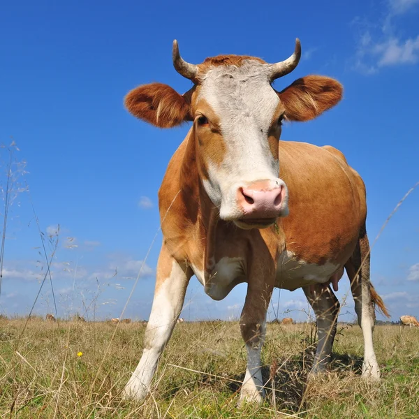 Mucca su un pascolo estivo — Foto Stock