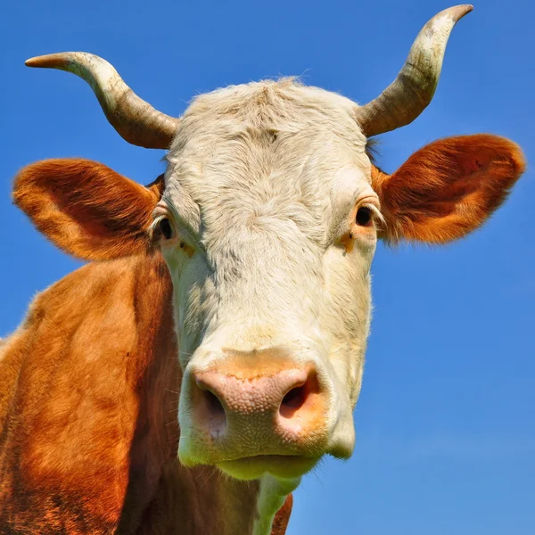 Gökyüzü bir inek başkanı — Stok fotoğraf