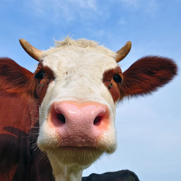 Głowa krowy z nieba — Zdjęcie stockowe