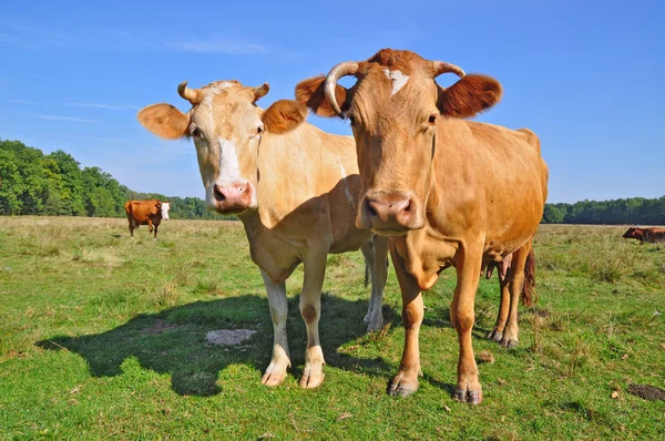 Mucche su un pascolo estivo — Foto Stock