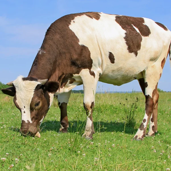 A nyári legelőn borjú — Stock Fotó