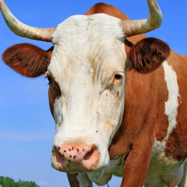 Head of a cow against the sky — Stock Photo, Image