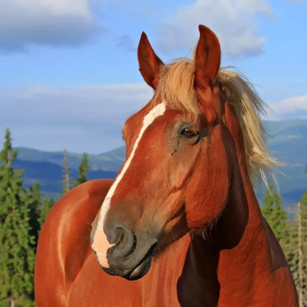 Cavalo em um pasto de montanha de verão — Fotografia de Stock