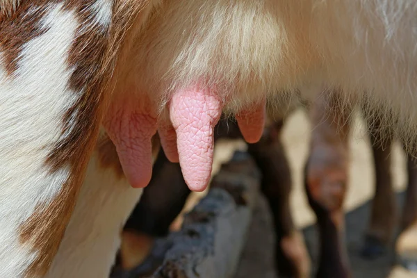Udder młodej krowy — Zdjęcie stockowe