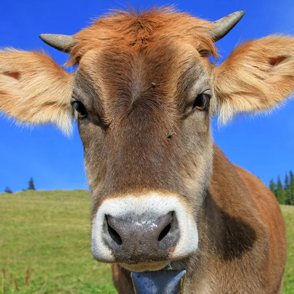 Head of the calf against a pasture — Stock Photo, Image