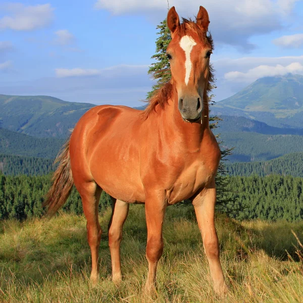 Cavalo em um pasto de montanha de verão — Fotografia de Stock