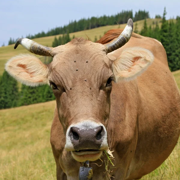 Cow on a summer pasture — Stock Photo, Image